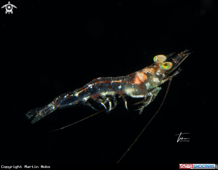 A Velvet shrimp