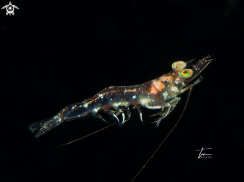 A Velvet shrimp