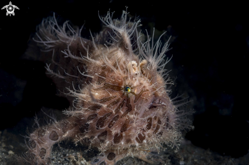 A Antennarius striatus | Hairy Frogfish