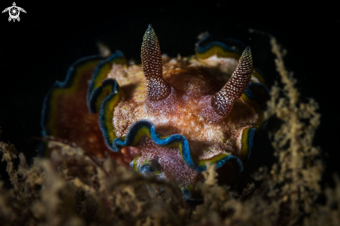 A Glossodoris cincta nudibranch