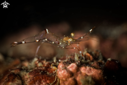 A Transparent glass shrimp