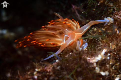 Nudibranch