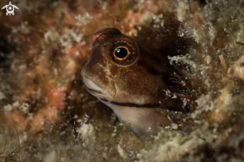 A Blenny fish