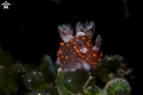 A Nembrotha sp.