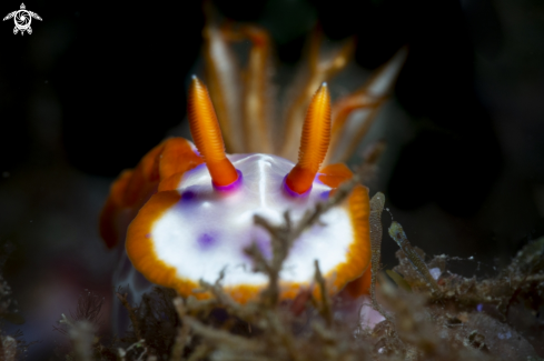 A nudibrach