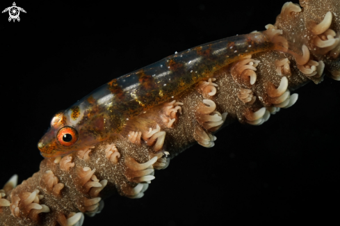 A Whip coral gobi