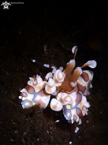 A Harlequin Shrimp