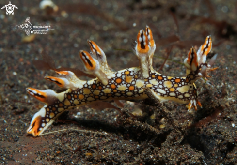 A Bornella Sea Slug