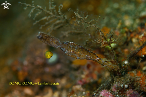 A Thin Ghost Pipefish & Yellow Japanese Inflator Filefish 