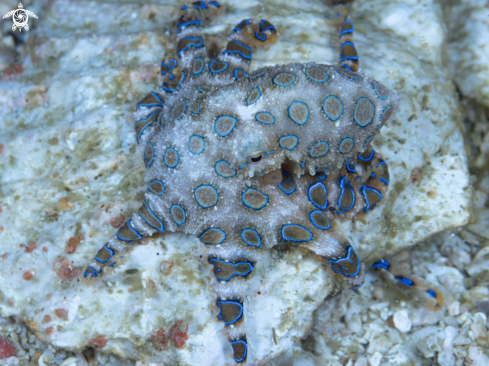 A Blue-ringed octopus