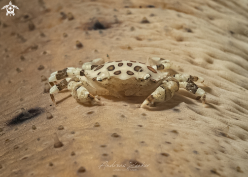 A Lissocarcinus orbicularis | Commensal harlequin crab