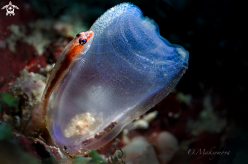 The The Sea Squirt Shrimp (Dactylonia Ascidicola) lives in the Blue Yellow-ringed Sea Squirt (Rhopalaea Crassa) and the small goby guards its eggs outside of it.