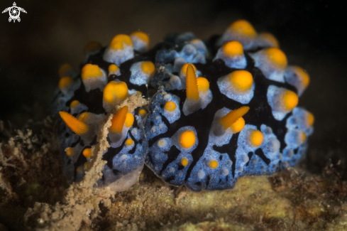 A Scrambled egg nudibranch