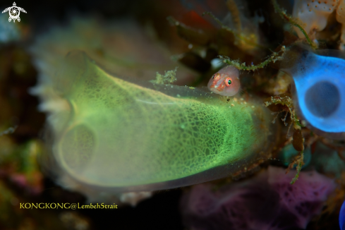 A Stonycoral Ghostgoby