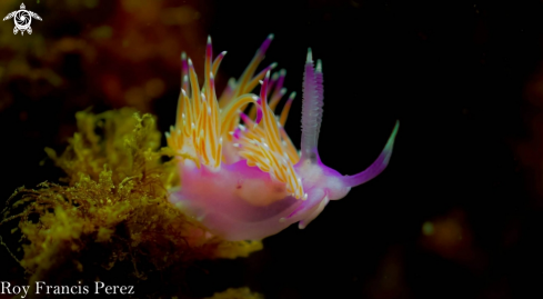 A Flabellina lineata | Nudibranch