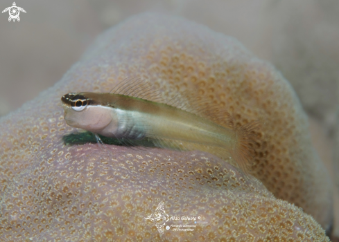 A Banda Blenny