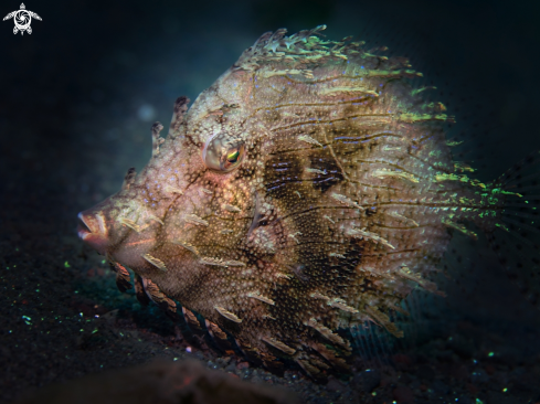 A Prickly Leatherjacket