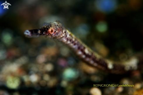 A Pipefish