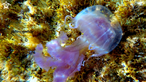 A Pelagia noctiluca | Méduse Pélagique