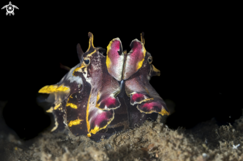 A Flamboyant Cuttlefish