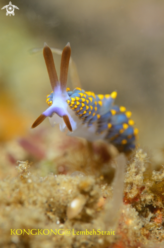 The Cuthona Nudibranch