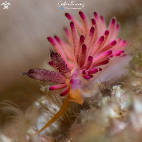 A Nudibranch