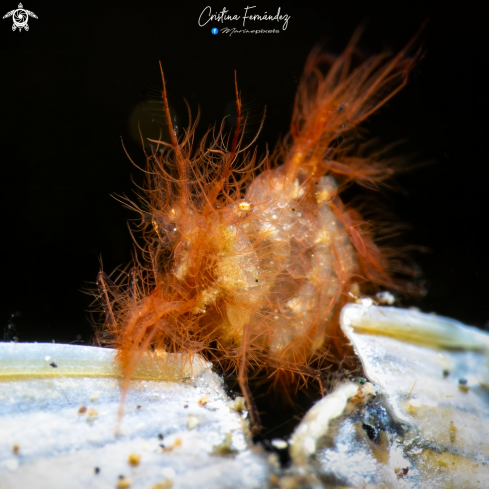 A Phycocaris simulans | Hairy shrimp