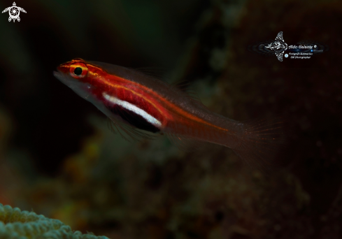 A Goby