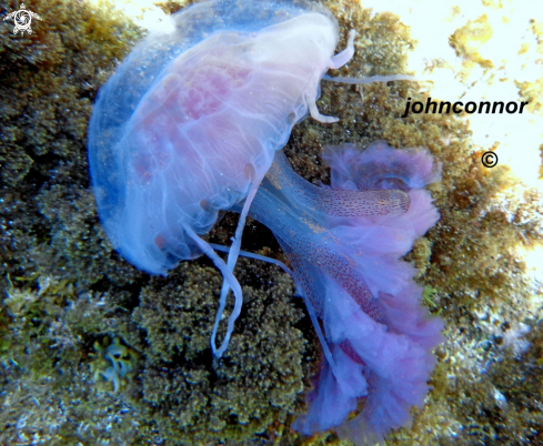 A Pelagia noctiluca | Méduse Pélagique