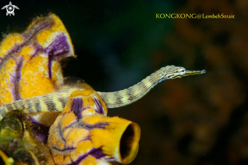 The Reeftop pipefish, Corythoichthys aematopterus