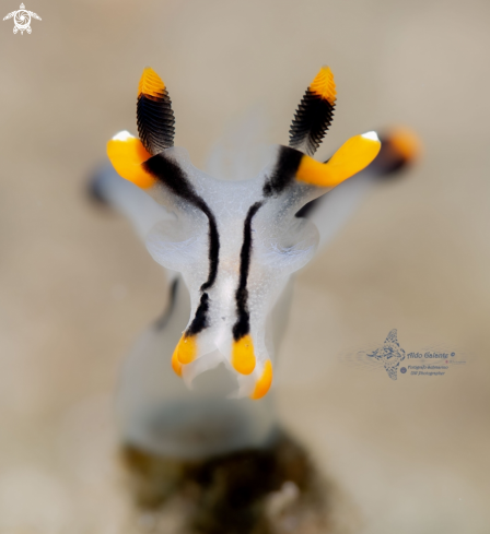 The Thecacera Sea Slug