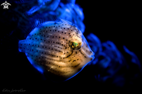 A TAYLOR'S PYGMY LEATHERJACKET