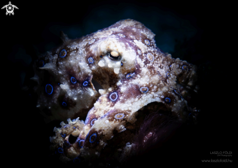 A Blue-ringed octopus