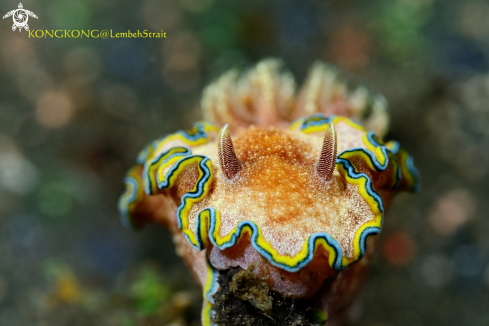 A Nudibranch, Doriprismatica plumbea