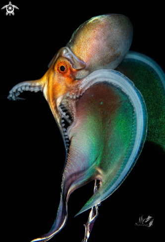 A Blanket octopus 