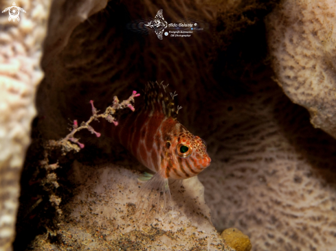 A Hawkfish