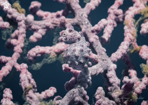 A Bargibant´s Pygmy Seahorse