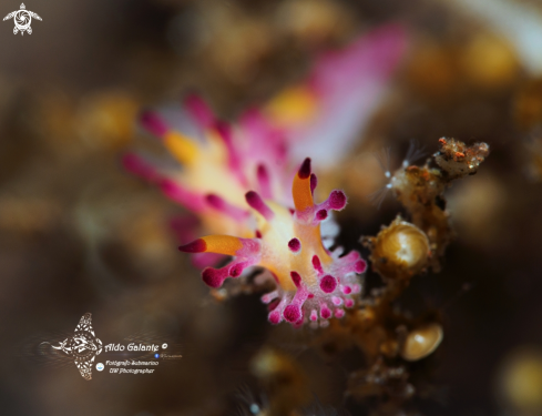 A Aegires Sea Slug 10 mm approx. 