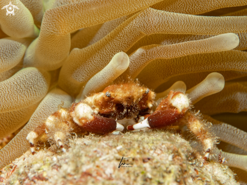 A Mithraculus cinctimanus | Banded clinging crab