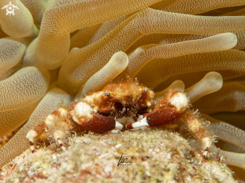 A Banded clinging crab