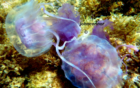 A Pelagia noctiluca | Méduse Pélagique