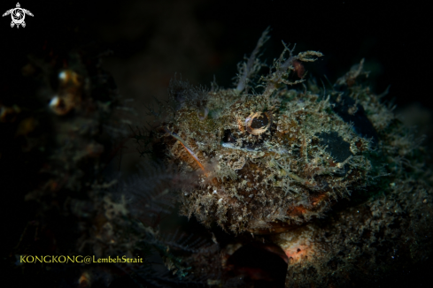 A  Scorpaenopsis venosa | Raggy Scorpionfish