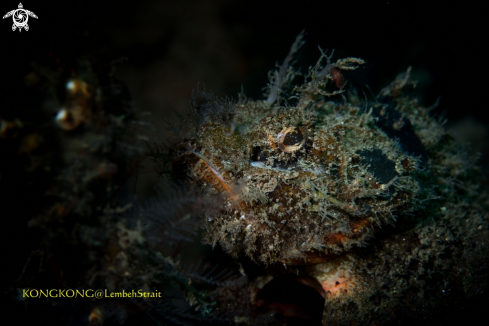 A Raggy Scorpionfish