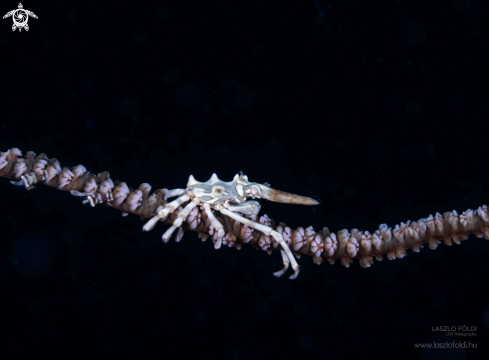 A Xenocarcinus tuberculatus