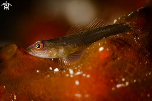 A Coral fish