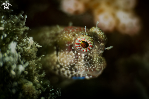 A Blenny fish