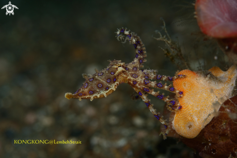 A Blue ring octopus