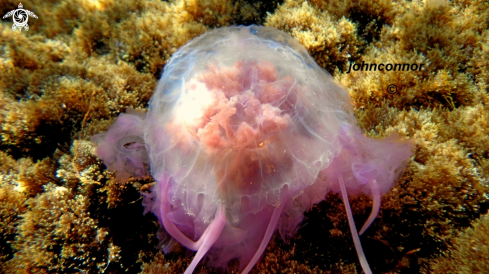 A Pelagia noctiluca | Méduse Pélagique