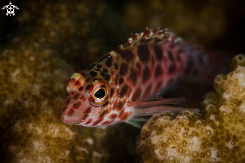 A Coral fish