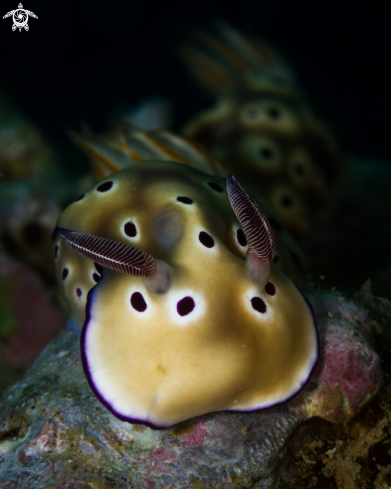 A Hypselodoris tryoni nudibranch